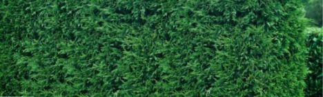 Leylandii Zypresse '2001' 600-700cm - Ballen