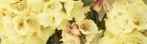 Hellgelber Rhododendron 30-40cm - Topf 10L