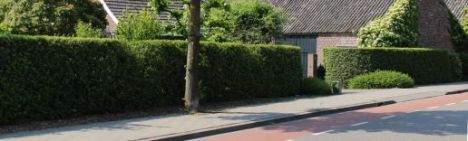 Ligustrum atrovirens