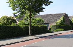 Ligustrum Atrovirens