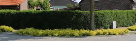 Ligustrum ovalifolium