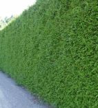 Thuja plicata 'Martin'