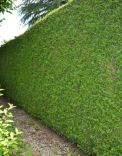 Thuja plicata 'Martin'