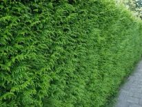Thuja plicata 'Martin'