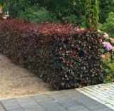 Fagus sylvatica atropunicea