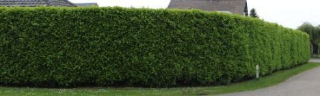 Kirschlorbeer Novita 175-200cm - Ballen