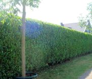 Kirschlorbeer Novita