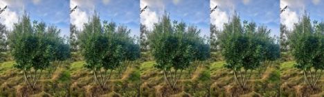 Kirschlorbeer Novita 300cm - Mehrstämmige Schirmform