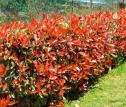 Photinia fraseri 'Red Robin'