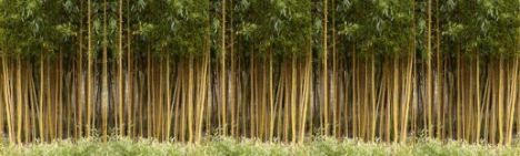 Phyllostachys Aurea 200-250cm - Topf 30L (10-12 Halme)