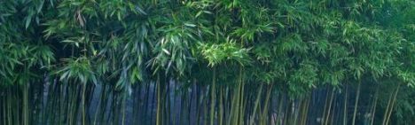 Phyllostachys Bissetii 200-250cm  - Topf 30L (10-12 Halme)