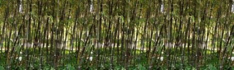 Phyllostachys Nigra 150-200cm - Topf 10L (4-6 Halme)