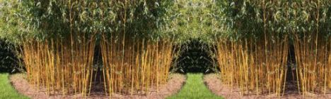 Phyllostachys Aureosulcata 'Spectabilis' 100-125cm - Topf 5L (6-9 Halme)