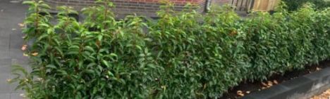 Portugiesischer Kirschlorbeer