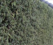 Portugiesischer Kirschlorbeer