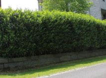 Kirschlorbeer Caucasica