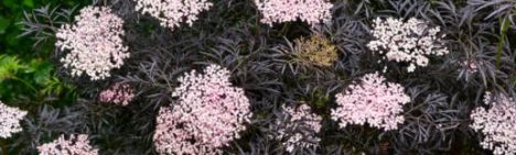 Sambucus nigra 'Black Lace' 40-50cm - Topf 3L