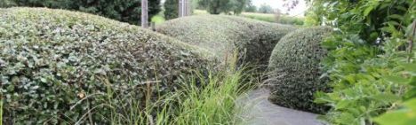 Steeneik Quercus ilex