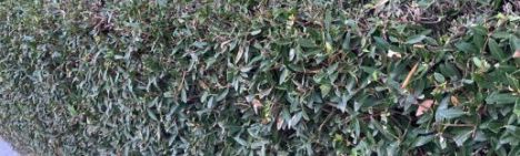 Phillyrea angustifolia