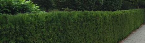 Eibe 100-120cm - Ballen