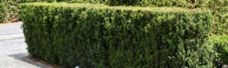 Taxus media 'Hillii' 140-160cm - Ballen