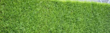 Lebensbaum Atrovirens 225-250cm - Ballen