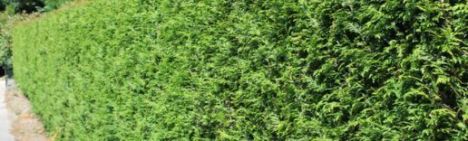 Lebensbaum Brabant 600-700cm - Ballen