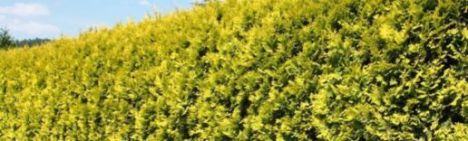 Thuja 'Golden Brabant' 150-175cm - Ballen