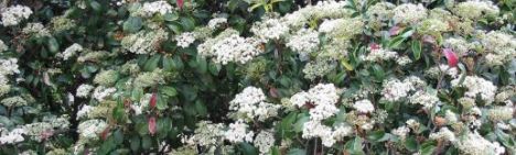 Viburnum tinus 40-50cm - Ballen