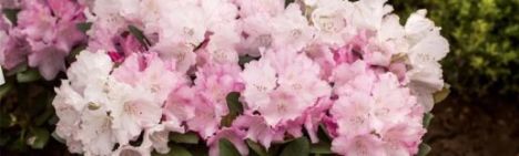 Weiß-rosa Rhododendron 30-40cm - Topf 10L