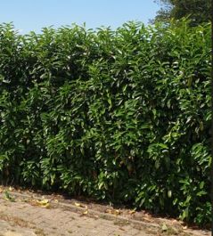 Kirschlorbeer Genolia kaufen | Prunus laurocerasus Genolia | Hohe Hecken