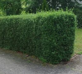 Heckenliguster kaufen | Ligustrum ovalifolium | Hohe Hecken