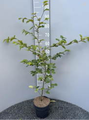 Groene beuk 100-125cm C3 