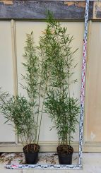 Fargesia robusta Campbell 150-175cm in 10 Liter Topf