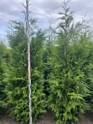 Dünkelgrun, Thuja plicata Martin 2 Meter hoch. 
