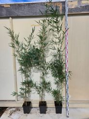 Fargesia robusta Campbell 150-200cm in 5 Liter Topf