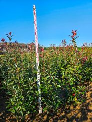 Photinia fraseri 'Red Robin' 100-125cm