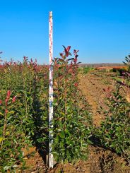 Photinia fraser 'Red Robin 125-150cm