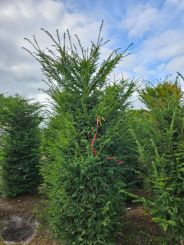 Taxus baccata Venijnboom 300-350cm