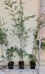 Fargesia robusta Campbell 100-150cm in 5 Liter Topf