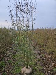 Liguster Atrovirens 225-250cm mit Ballen