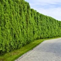 Thuja occidentalis 'Brabant'