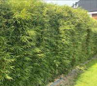 Fargesia robusta 'Campbell'