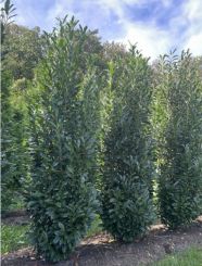 Prunus laurocerasus 'Elly' 