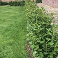 Prunus laurocerasus 'Elly'