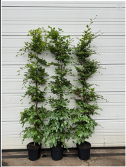 Rotbuche 200-225cm (12 Ltr Topf) 