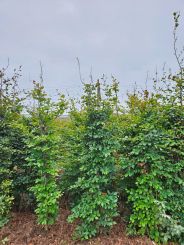 Rotbuchen von Hohehecken.de von 2,5 bis 3 Meter Hoch.