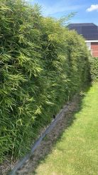 Fargesia robusta Campbell 125-150cm - Topf 5L