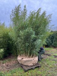 Fargesia robusta Campbell 250-300cm Solitär 100-150cm breit