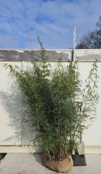 Fargesia robusta Campbell 200-250cm Solitär 80-100cm breit